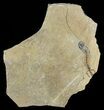 Permian Branchiosaur (Amphibian) Fossil - Germany #50858-1